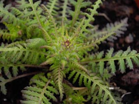 Pedicularis superba